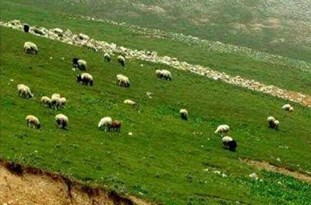 یزدانه