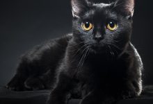 دعای گربه سیاه